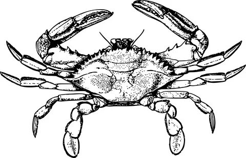 Crabs clipart drawn, Crabs drawn Transparent FREE for downlo
