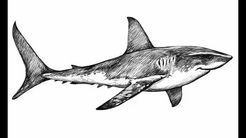 How to draw a Shark - YouTube