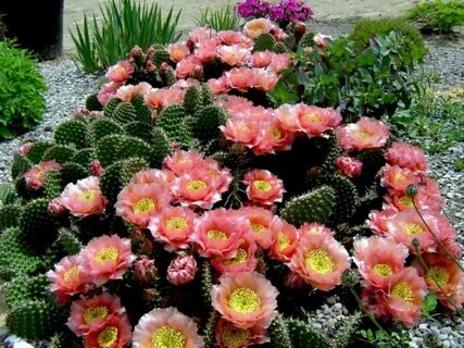 How to Grow and Care for Opuntia - World of Succulents Flowe