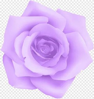 пурпурная роза, пурпурная роза синяя, пурпурная роза, фиолет