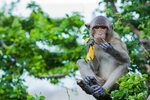 1,694 Monkey Eat Banana Photos - Free & Royalty-Free Stock P