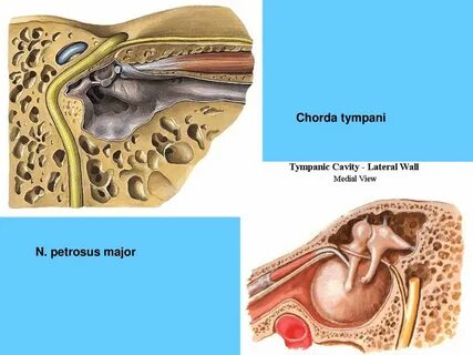 NERVUS FACIALIS. - ppt download