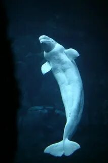 Georgia Aquarium - Beluga whale Atlanta. libby Flickr