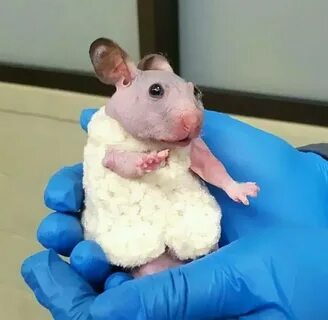 An Abandoned Hairless Hamster Gets a Tiny Sweater To Protect