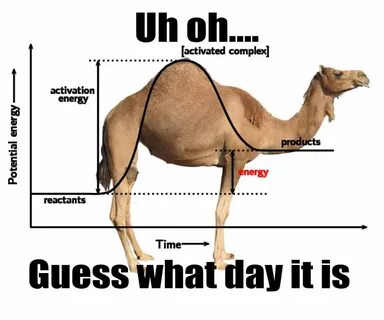 30+ Best Hump Day Camel Memes - AhSeeit