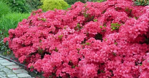 Planting, caring for Japanese Azaleas and tips - myGarden.co