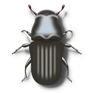 Beetle clipart ground beetle, Picture #270276 beetle clipart