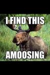 its dumb but funny Funny moose, Animal puns