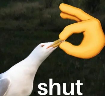 bird SHUT Memes - Imgflip