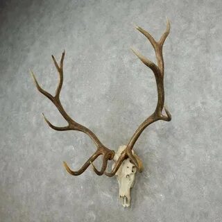 Rocky Mountain Elk Skull European Mount #16950 For Sale - Th
