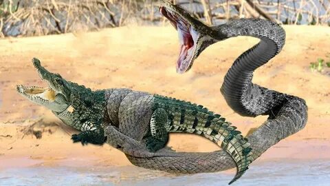 OMG! Terrible, Giant Anaconda swallow Crocodiles Wild Animal