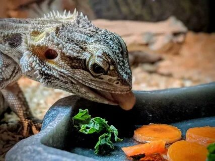 Can you feed a bearded dragon carrots every day? - Beardie B