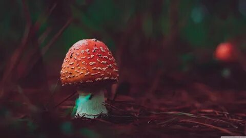 Poisonous Red Mushroom Macro 4K wallpaper Stuffed mushrooms,