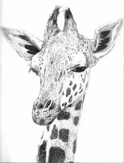 Giraffe face drawing - iconcreator.info