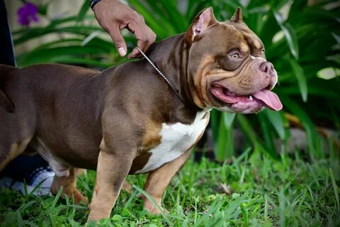 37 Tiny American Bully Standard Tricolor Picture HD - Bleumo