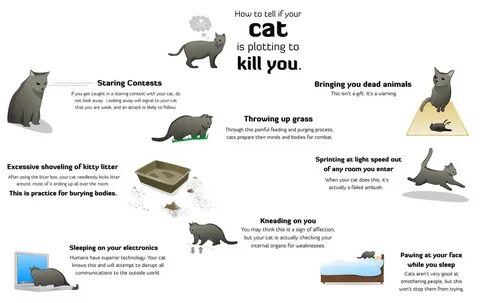 How To Tell If Your Cat Is Plotting To Kill You!!!! - Musely