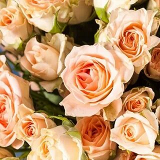 Букет из 25 кустовых роз Sweet Sara - купить в Москве с дост
