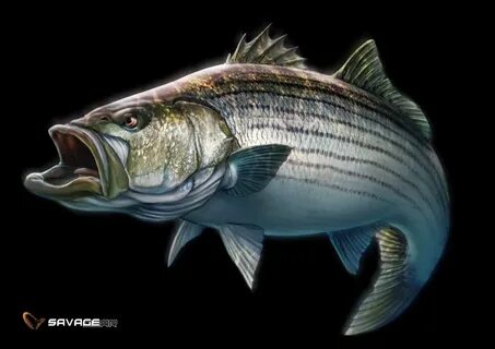 rhode island state fish striped bass - Clip Art Library