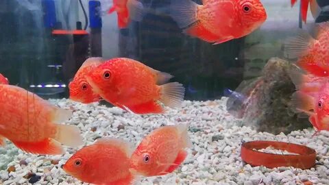 3 inch super red severum Cichlids - YouTube