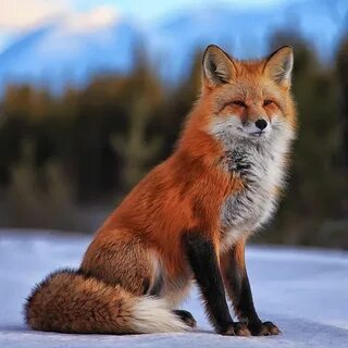 Red Fox, Yukon by Robert Postma / 500px in 2020 (With images) Pet fox, Fox pictures...