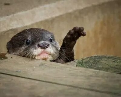 hello! Cute animals, Otters cute, Funny animal memes