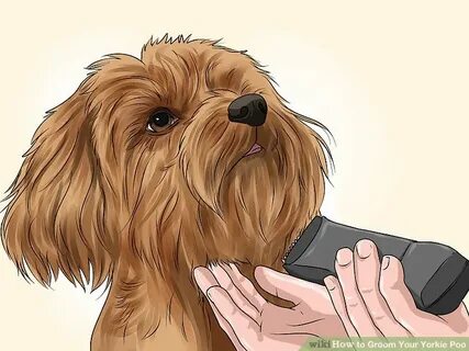 How To Give A Yorkie A Haircut - what hairstyle is best for 