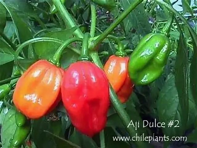 ChilePlants.com - AJI DULCE 2 - Live Chile/Pepper Plant Stuf
