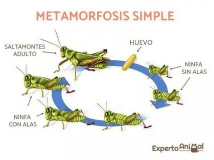 Descubre un RESUMEN de la metamorfosis de los insectos - *FÁ