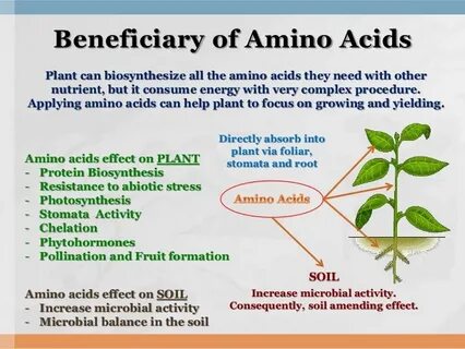 Independent Agriculture: Easy Guide To Make Amino Acids and 