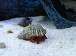 Red-legged hermit crab in my saltwater aquarium. Saltwater a