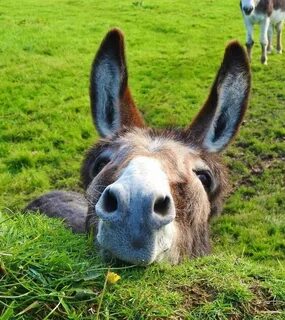 Lovely donkey Cute donkey, Animals beautiful, Cute animals