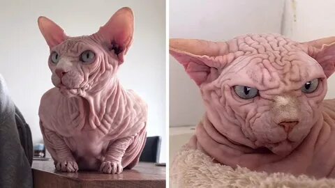 Кот - Xherdan Sphynx Cat становится новым духовным животным 