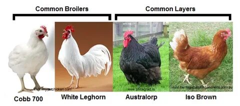 POULTRY FARMING: LAYERS AND BROILERS