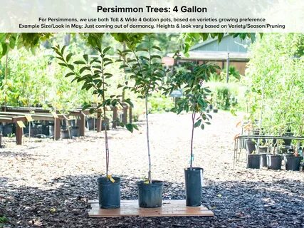 1 FUYU PERSIMMONS TREE 2-3 FT FRUIT TREES HOME GARDEN LIVE P