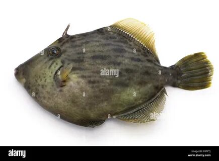 threadsail filefish isolated on white background Stock Photo - Alamy