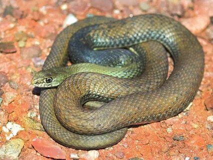 Malpolon monspessulanus Montpellier snake in France Flickr