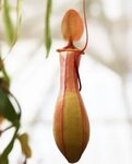 Tìm hiểu về cây Nắp Ấm (Nepenthes x ventrata) - Cỏ Dại