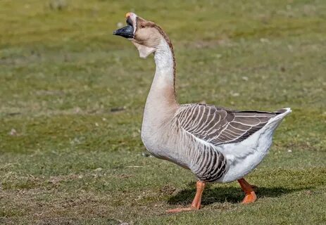 African Goose Flickr