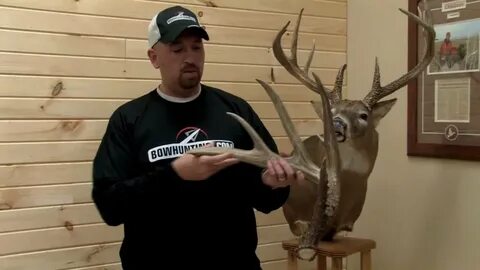 Details about Huge Wild Whitetail Deer 12 Point Antler Taxid