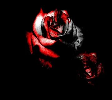 Bloody Rose Wallpaper " Download Best HD Images Wallpaper