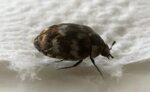 How Do Carpet Beetles Get In Your House - Best Images Hight 