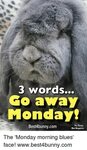 3 Words Go Away Monday! Pic Bunny Best4bunnycom Mad Magazine