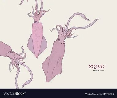 Hand draw squids Royalty Free Vector Image - VectorStock