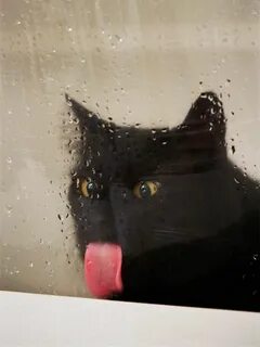 Glass Windows Are Delicious, Just Ask These Animals Cute cat