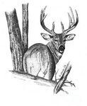 Old Whitetail Deer Drawing by Deb Johnston Pixels
