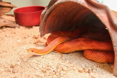 Corn Snake wallpapers, Animal, HQ Corn Snake pictures 4K Wal