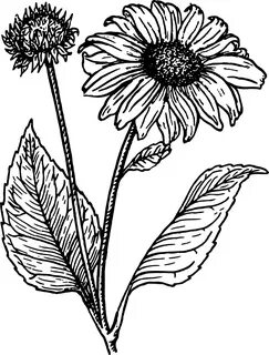 Clipart Sunflower Drawing Black And White - julkacom