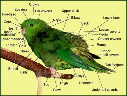 anatomy chart - parakeet Pet birds, Baby parakeets, Parakeet