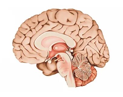 Right Hemisphere Quiz