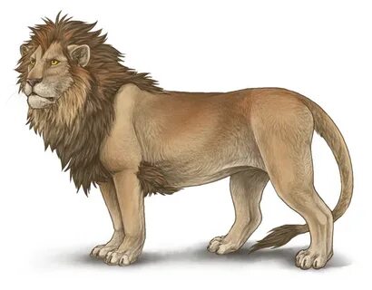 Drawn lion male lion - Pencil and in color drawn lion male l